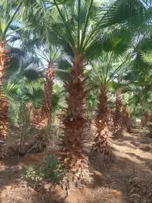 نخل زينه امريكي وشنطني 6