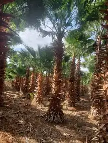 نخل زينه امريكي وشنطني 0