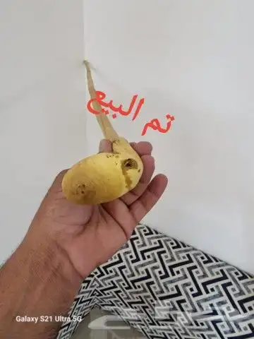 عصا نحيفه ومميزه ( تم البيع ) 4