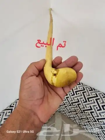 عصا نحيفه ومميزه ( تم البيع ) 1