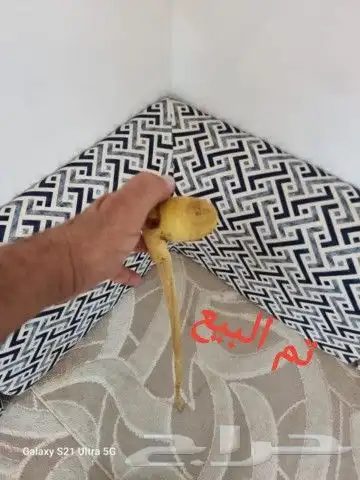 عصا نحيفه ومميزه ( تم البيع ) 3