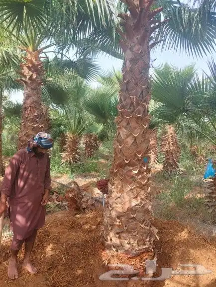 نخل زينه امريكي وشنطني 5