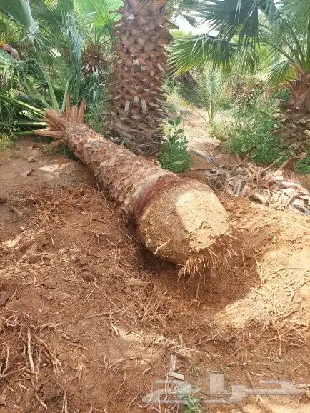 نخل زينه امريكي وشنطني 8