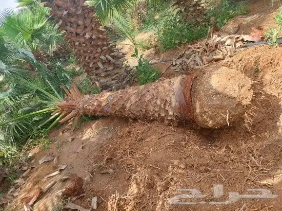 نخل زينه امريكي وشنطني 1