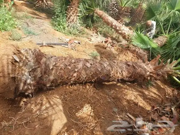 نخل زينه امريكي وشنطني 4