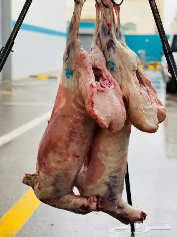 معلم مشويات و دوار السعادة 6