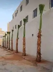 مقاول شبوك و زراعه نخيل 6
