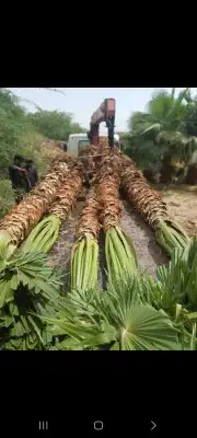 نخل للبيع عربي واشنطني لزينه 6