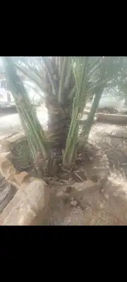 نخل للبيع عربي واشنطني لزينه 1