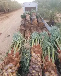نخل للبيع عربي واشنطني لزينه 5