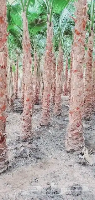 مقاول شبوك ونخيل 8