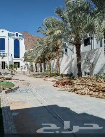 ابوعمارلتفخاط انخيل وتكريبة وقلع الفسايل وغرسها 2