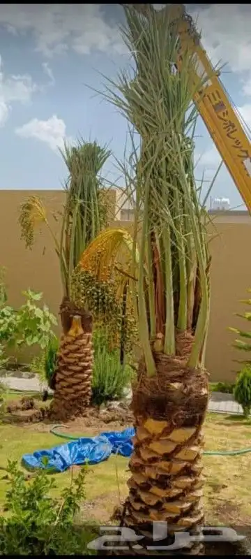 نخل للبيع عربي واشنطني لزينه 16