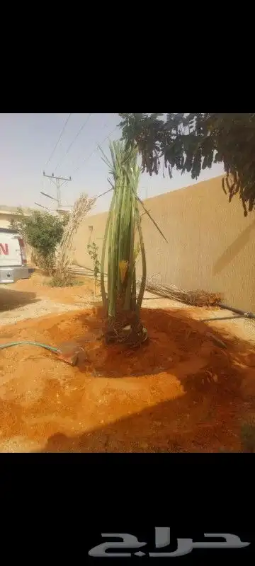 نخل للبيع عربي واشنطني لزينه 13