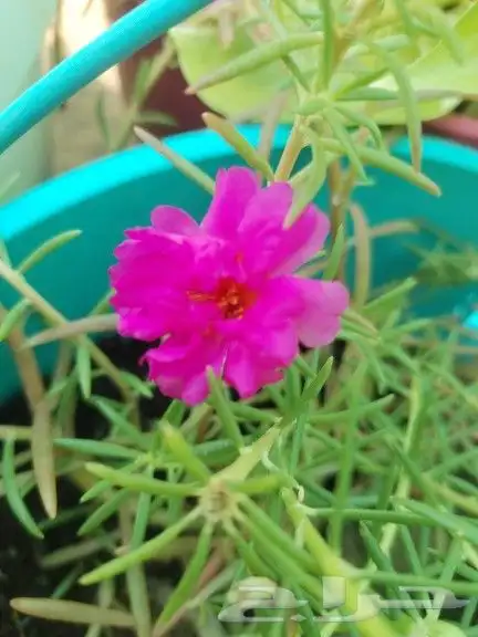 عروض العيد جميع انواع النباتات عليها خصم لدى حدائق جنة البدر 4