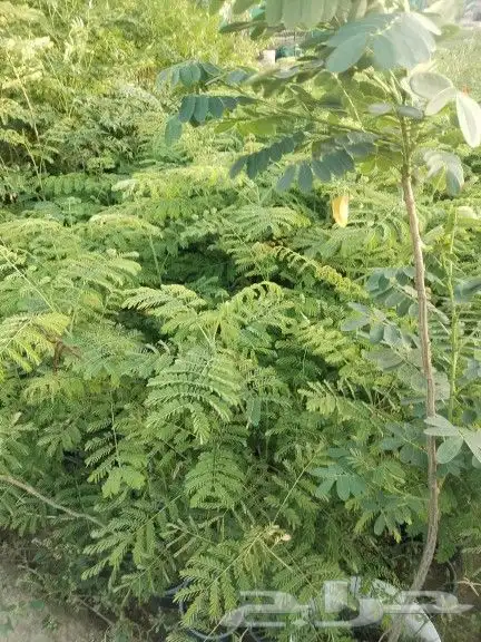 عروض العيد جميع انواع النباتات عليها خصم لدى حدائق جنة البدر 8