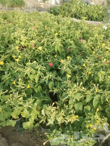 عروض العيد جميع انواع النباتات عليها خصم لدى حدائق جنة البدر 1