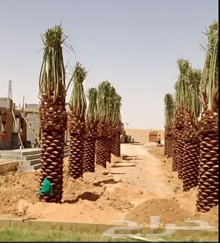 مقاول شبوك ونخيل 9