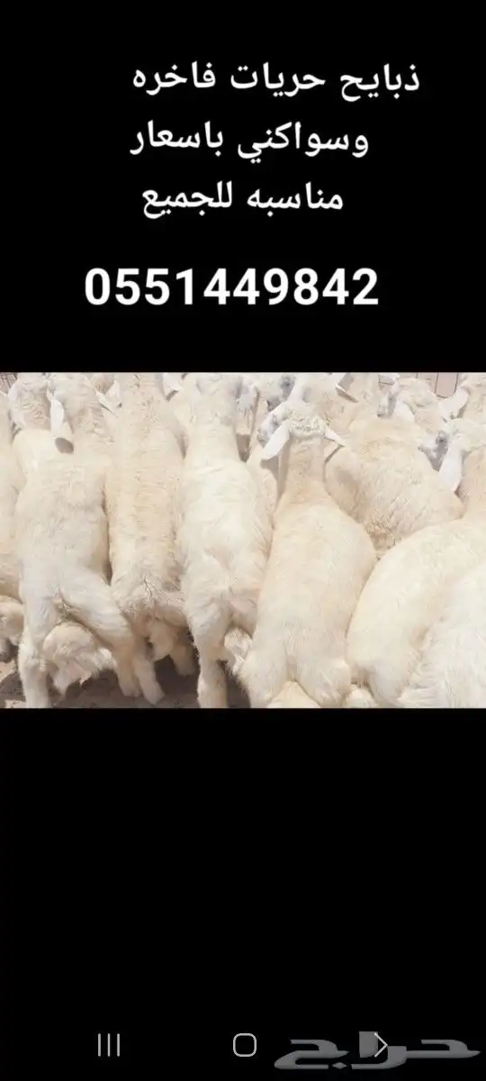 ذبيحتك حري فاخر وسواكني لباب بيتك خرفان 2