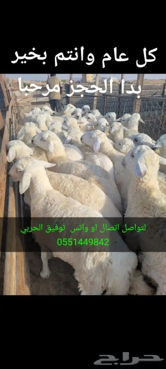 ذبيحتك حري فاخر وسواكني لباب بيتك خرفان 3