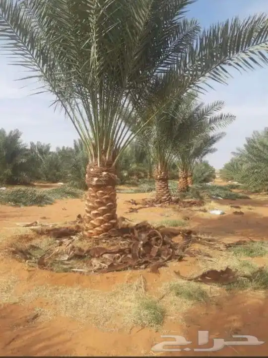 مقاول شبوك و زراعه نخيل 3