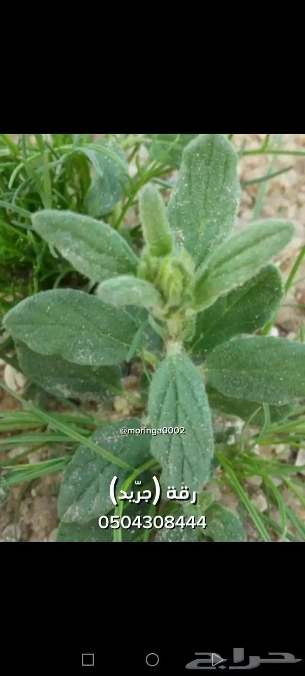 بذور أعشاب ونباتات برية ورعوية 0