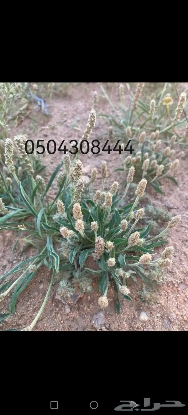 بذور أعشاب ونباتات برية ورعوية 1