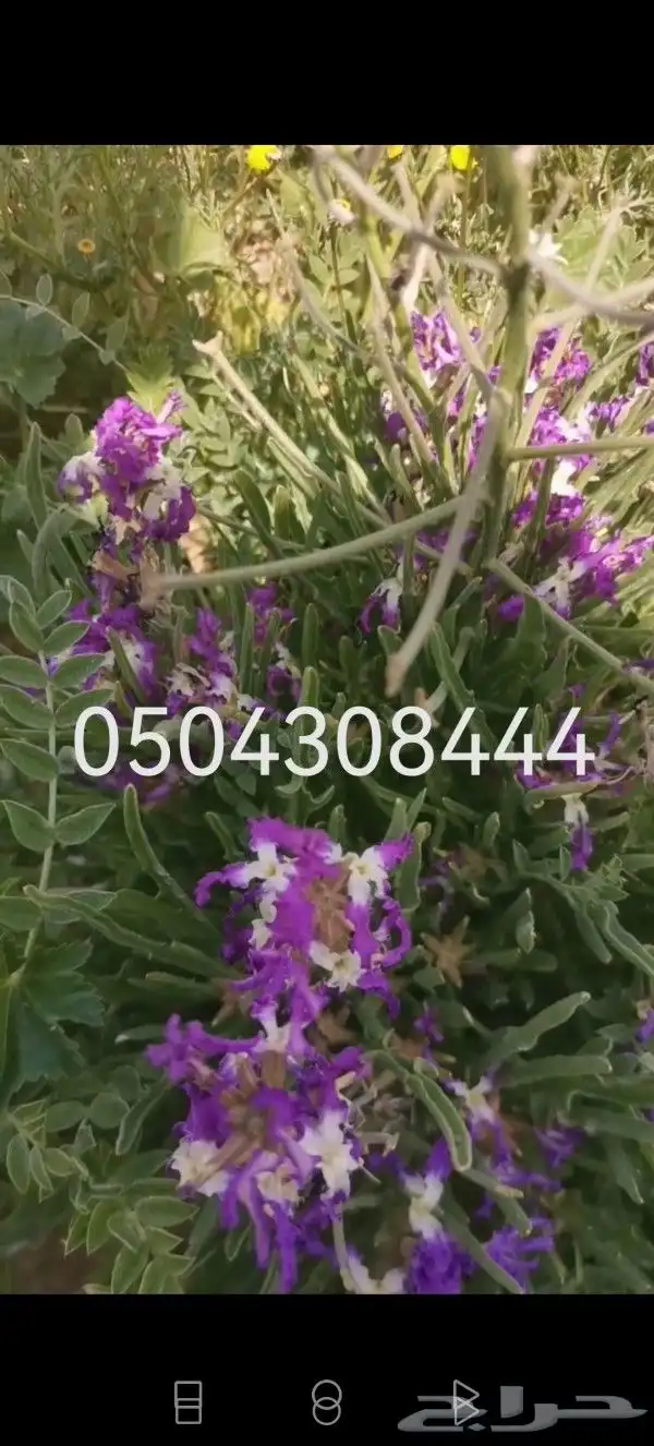 بذور أعشاب ونباتات برية ورعوية 3