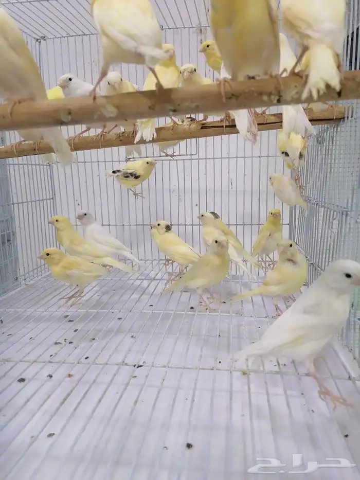 فروخ كناري سوري الوان حلوه 8