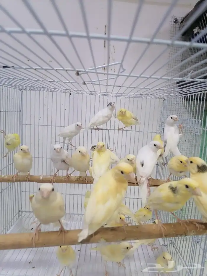 فروخ كناري سوري الوان حلوه 2