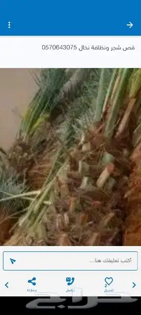 قص اشجار وتنظيف الحدائق وترحيل المخلفات ونخيل 8