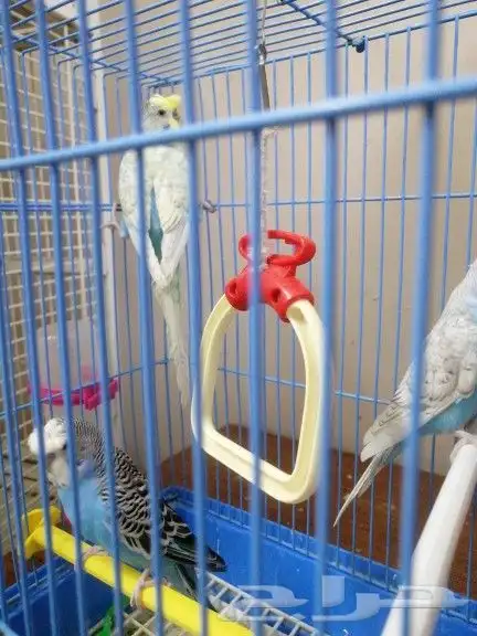 زوج بادجي... 0