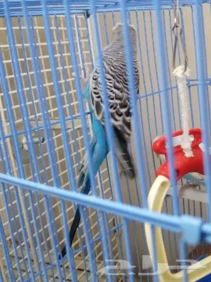 زوج بادجي... 4