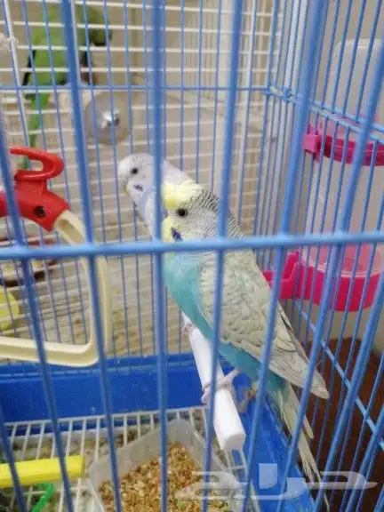 زوج بادجي... 3