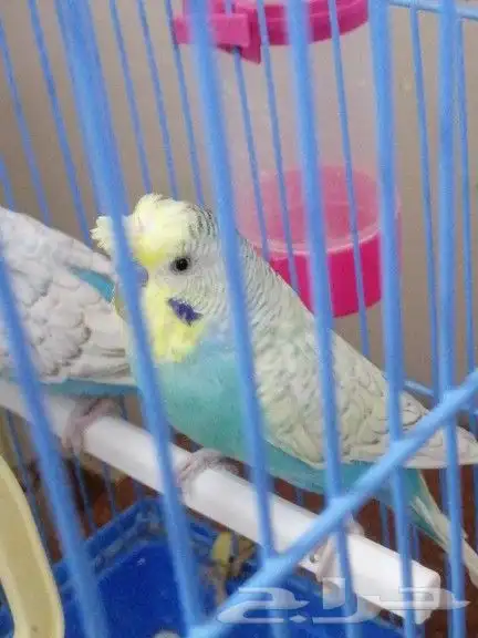 زوج بادجي... 2