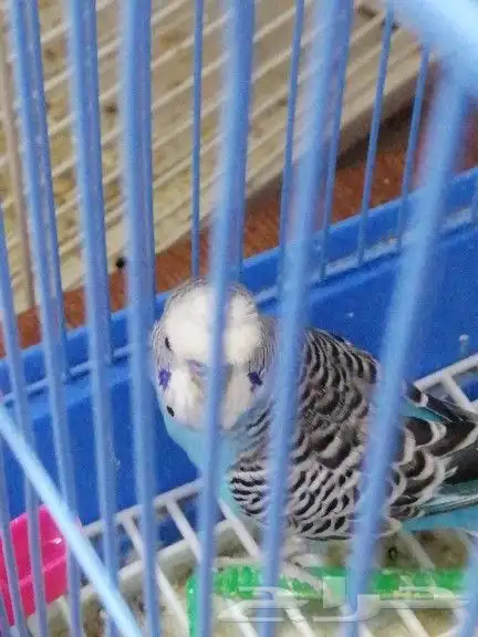 زوج بادجي... 5