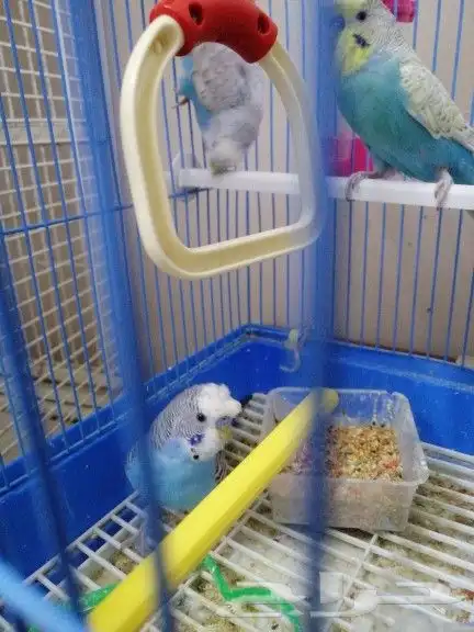 زوج بادجي... 1