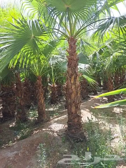 نخل واشنطن زينه لبيع 3