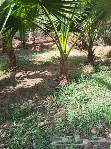 نخل واشنطن زينه لبيع 1