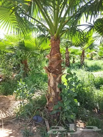 نخل واشنطن زينه لبيع 16