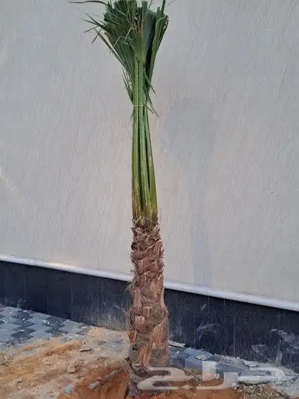 نخل واشنطن زينه لبيع 13