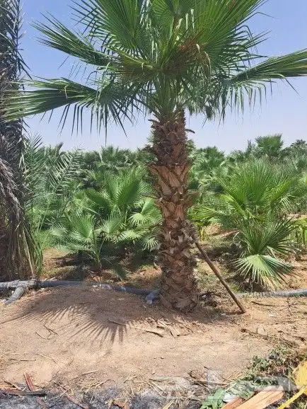نخل واشنطن زينه لبيع 11