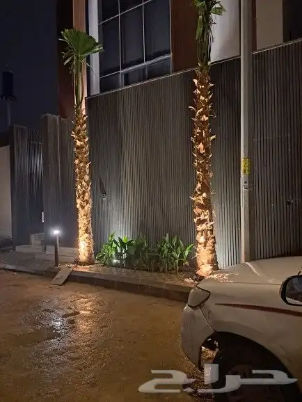 نخل واشنطن زينه لبيع 18