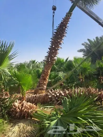 نخل واشنطن زينه لبيع 15