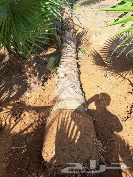 نخل واشنطن زينه لبيع 8