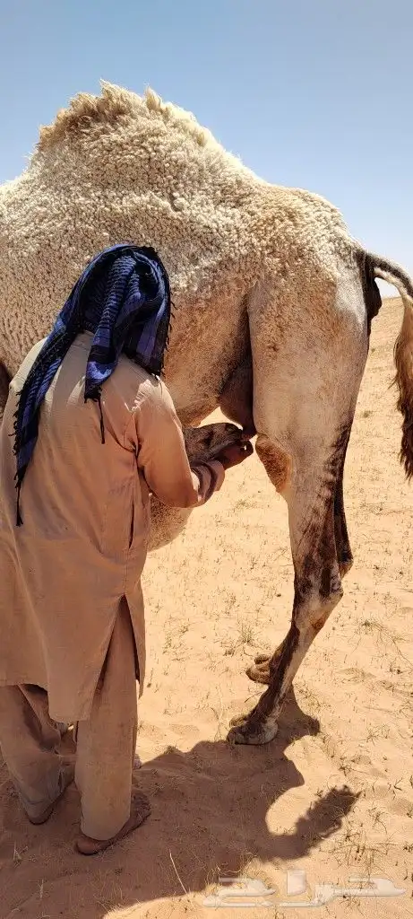 مطلوب راعي ابل سوداني 0