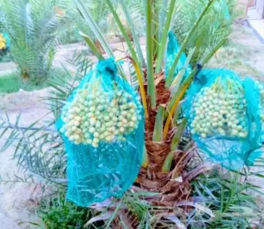 غرس النخل الواشنطني ولعربي 6