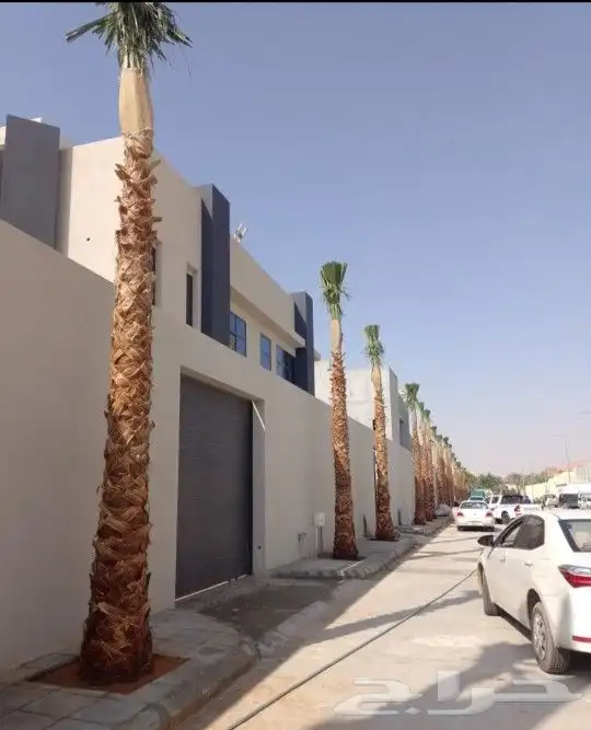 غرس النخل الواشنطني ولعربي 1