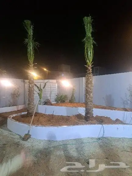 نخل واشنطن للبيع 7