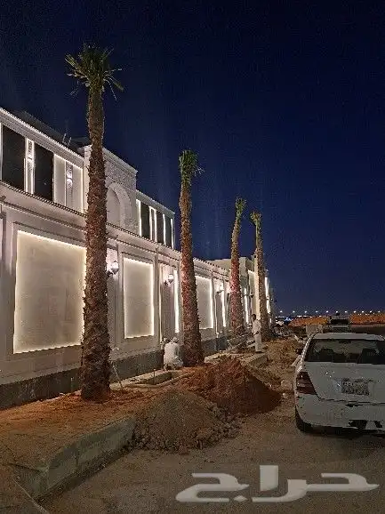 نخل واشنطن للبيع 8